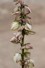 Narrowleaf yucca, Alcove Nature Trail, Colorado National Monument, Colorado, USA. Art Print